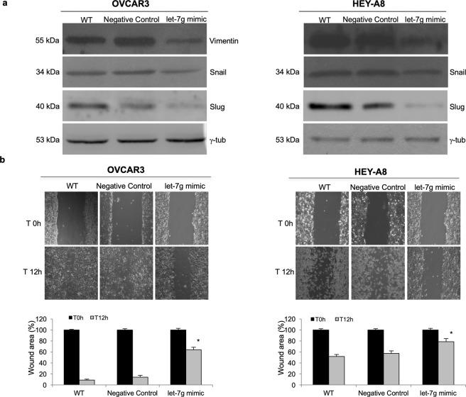 https://cdn.ncbi.nlm.nih.gov/pmc/blobs/504b/6450929/ead228a114b4/41598_2019_42221_Fig5_HTML.jpg