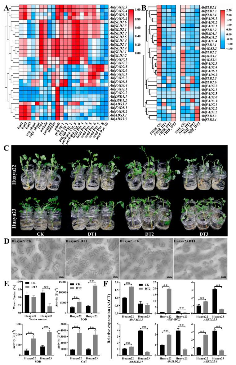 https://cdn.ncbi.nlm.nih.gov/pmc/blobs/504b/9601973/c71314ab19bf/genes-13-01718-g006.jpg