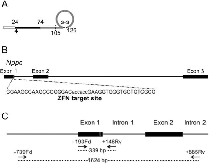 https://cdn.ncbi.nlm.nih.gov/pmc/blobs/504c/5864047/d8ffc8828827/pone.0194812.g001.jpg