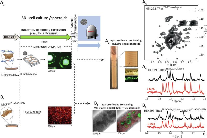 https://cdn.ncbi.nlm.nih.gov/pmc/blobs/504e/11806009/8700128c6b2f/42003_2025_7607_Fig4_HTML.jpg
