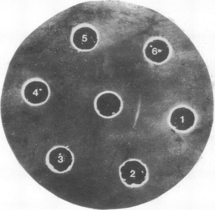 https://cdn.ncbi.nlm.nih.gov/pmc/blobs/5055/348382/3e91a6fe451d/pnas00665-0183-c.jpg