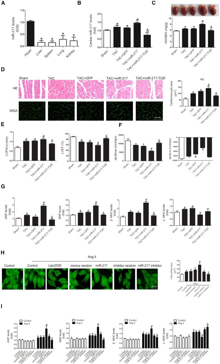 https://cdn.ncbi.nlm.nih.gov/pmc/blobs/5058/6005806/50b357a6fc2c/gr2.jpg