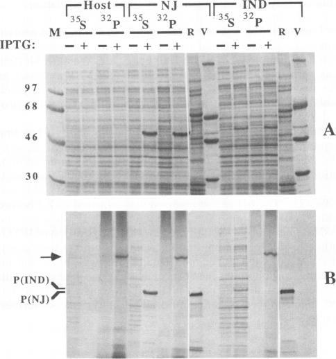https://cdn.ncbi.nlm.nih.gov/pmc/blobs/5059/239976/ad618f9c5642/jvirol00047-0066-a.jpg