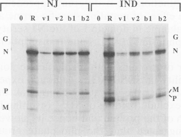 https://cdn.ncbi.nlm.nih.gov/pmc/blobs/5059/239976/f8f366682799/jvirol00047-0067-a.jpg