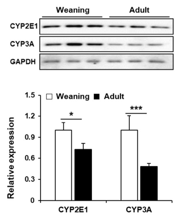 https://cdn.ncbi.nlm.nih.gov/pmc/blobs/5059/7139353/ebe0c8545484/antioxidants-09-00201-g005.jpg