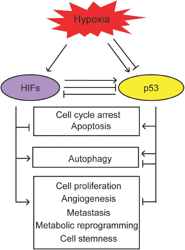 https://cdn.ncbi.nlm.nih.gov/pmc/blobs/505e/7930565/037e0e226bde/fcell-09-648808-g003.jpg