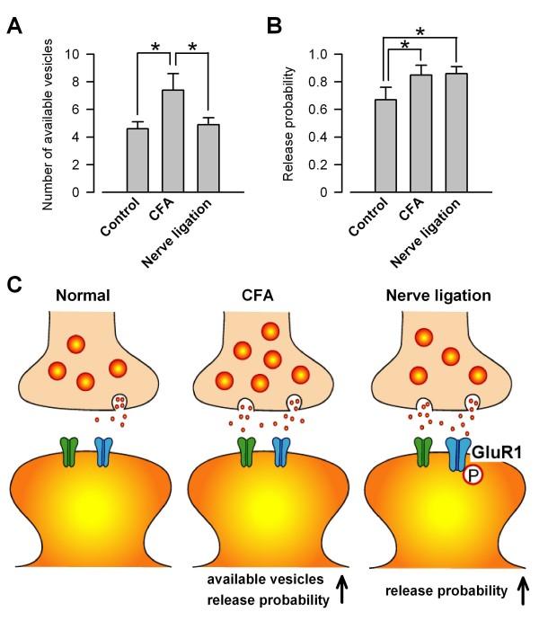 https://cdn.ncbi.nlm.nih.gov/pmc/blobs/5060/2639542/38614f27f466/1744-8069-5-4-2.jpg