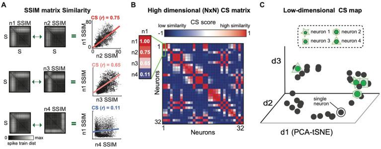 https://cdn.ncbi.nlm.nih.gov/pmc/blobs/5061/12391057/a42d073e155e/fnins-19-1634652-g003.jpg