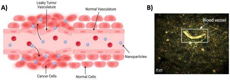 https://cdn.ncbi.nlm.nih.gov/pmc/blobs/5065/11173748/454613eb1b28/molecules-29-02438-g002.jpg