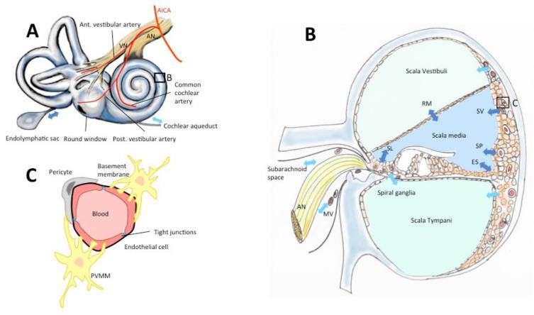 https://cdn.ncbi.nlm.nih.gov/pmc/blobs/5067/7998448/41a62e59e209/brainsci-11-00358-g002.jpg