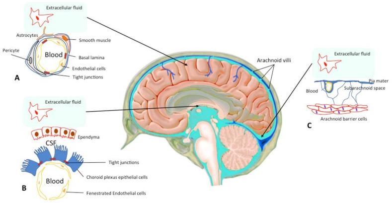 https://cdn.ncbi.nlm.nih.gov/pmc/blobs/5067/7998448/ee60e80faac7/brainsci-11-00358-g001.jpg