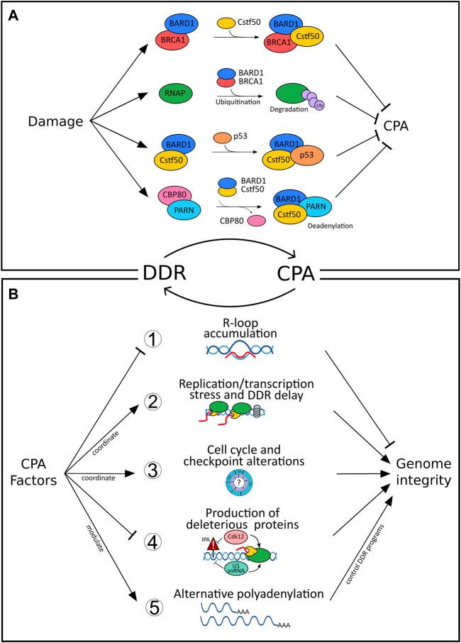 https://cdn.ncbi.nlm.nih.gov/pmc/blobs/5067/9095915/26feabffbf82/fgene-13-854907-g001.jpg