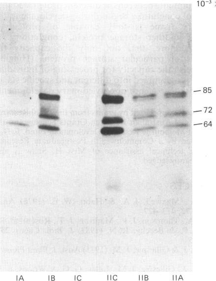 https://cdn.ncbi.nlm.nih.gov/pmc/blobs/5069/1152938/3a3ac207a1e4/biochemj00289-0056-a.jpg