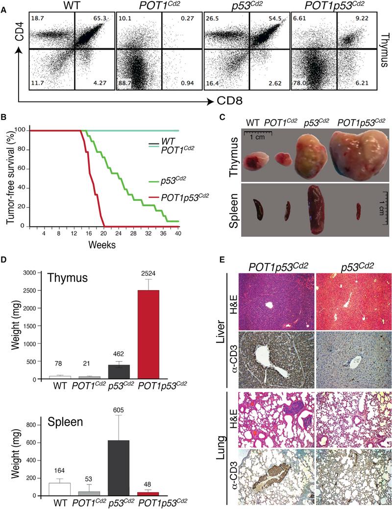 https://cdn.ncbi.nlm.nih.gov/pmc/blobs/506a/6145145/05817ebd4b82/nihms-987148-f0001.jpg