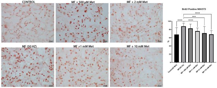 https://cdn.ncbi.nlm.nih.gov/pmc/blobs/5072/11442989/951a7b5d17da/JCMM-28-e70132-g001.jpg