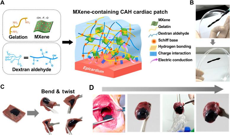 https://cdn.ncbi.nlm.nih.gov/pmc/blobs/5074/12018771/8548a68146f1/MCO2-6-e70181-g023.jpg