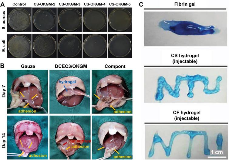 https://cdn.ncbi.nlm.nih.gov/pmc/blobs/5074/12018771/e36d685af3d8/MCO2-6-e70181-g008.jpg