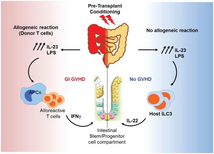 https://cdn.ncbi.nlm.nih.gov/pmc/blobs/5077/4309199/93183a1ec64e/fimmu-06-00014-g004.jpg