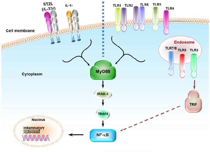 https://cdn.ncbi.nlm.nih.gov/pmc/blobs/5077/4309199/982a408df160/fimmu-06-00014-g002.jpg