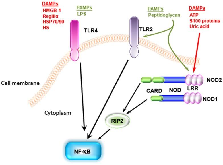 https://cdn.ncbi.nlm.nih.gov/pmc/blobs/5077/4309199/d1ada67f03d9/fimmu-06-00014-g003.jpg