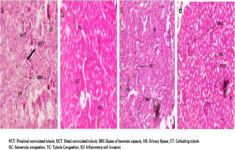 https://cdn.ncbi.nlm.nih.gov/pmc/blobs/507b/8039534/0b1c84fa6895/gr10.jpg