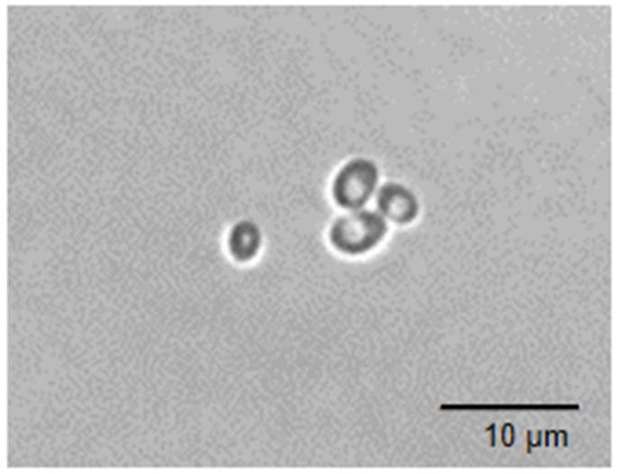 https://cdn.ncbi.nlm.nih.gov/pmc/blobs/507c/11431368/d8725e8680ef/foods-13-02866-g001.jpg