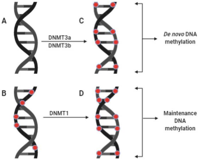 https://cdn.ncbi.nlm.nih.gov/pmc/blobs/507d/7996840/1a4963537cef/life-11-00186-g001.jpg