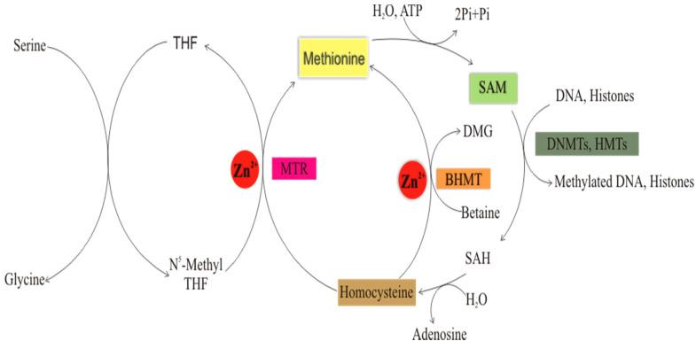https://cdn.ncbi.nlm.nih.gov/pmc/blobs/507d/7996840/7a94465a6342/life-11-00186-g002.jpg