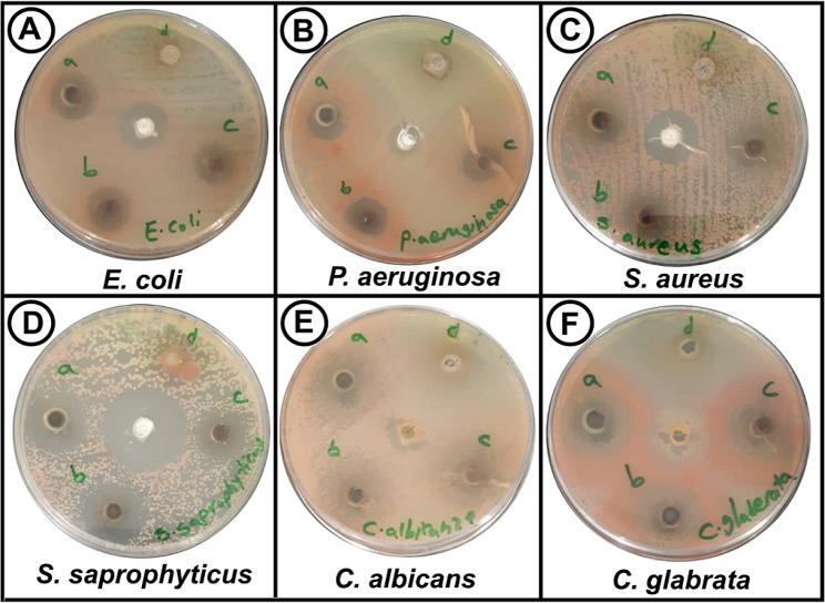 https://cdn.ncbi.nlm.nih.gov/pmc/blobs/507f/10768302/acab2c8409a2/12906_2023_4329_Fig6_HTML.jpg