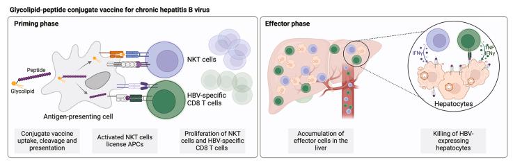 https://cdn.ncbi.nlm.nih.gov/pmc/blobs/5081/11061331/b9a0f8517a5f/ga1.jpg