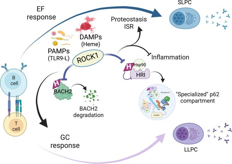 https://cdn.ncbi.nlm.nih.gov/pmc/blobs/5081/11949073/4314b610670b/jciinsight-10-180507-g038.jpg