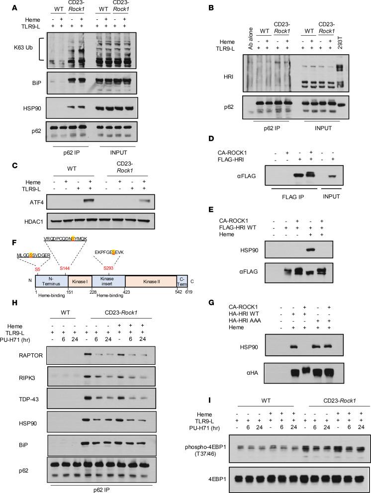 https://cdn.ncbi.nlm.nih.gov/pmc/blobs/5081/11949073/4df54d59f668/jciinsight-10-180507-g037.jpg