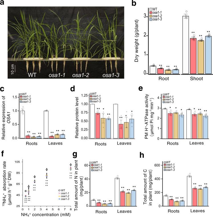 https://cdn.ncbi.nlm.nih.gov/pmc/blobs/5088/7854686/5068e45cb2c4/41467_2021_20964_Fig3_HTML.jpg