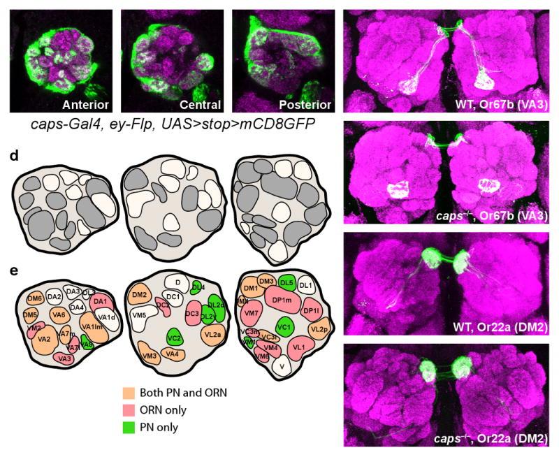 https://cdn.ncbi.nlm.nih.gov/pmc/blobs/508e/2826190/564b3f03dc6c/nihms165648f5.jpg