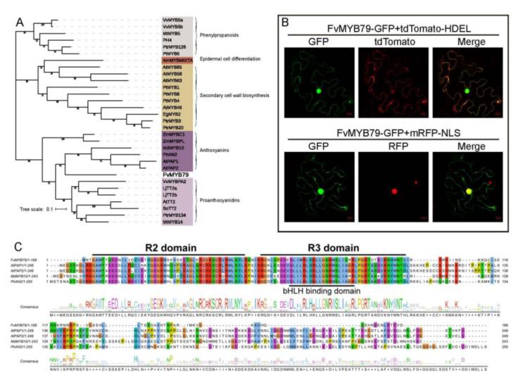 https://cdn.ncbi.nlm.nih.gov/pmc/blobs/5091/8744888/277e3b065c12/ijms-23-00101-g003.jpg