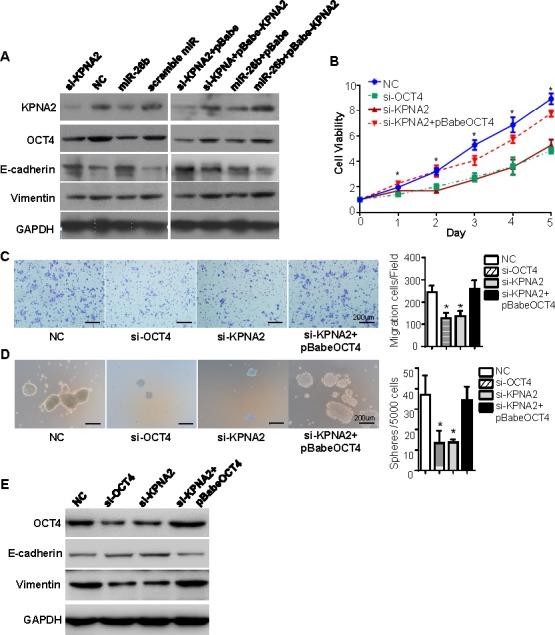 https://cdn.ncbi.nlm.nih.gov/pmc/blobs/5093/4695152/3b99b5fb5df5/oncotarget-06-23793-g004.jpg
