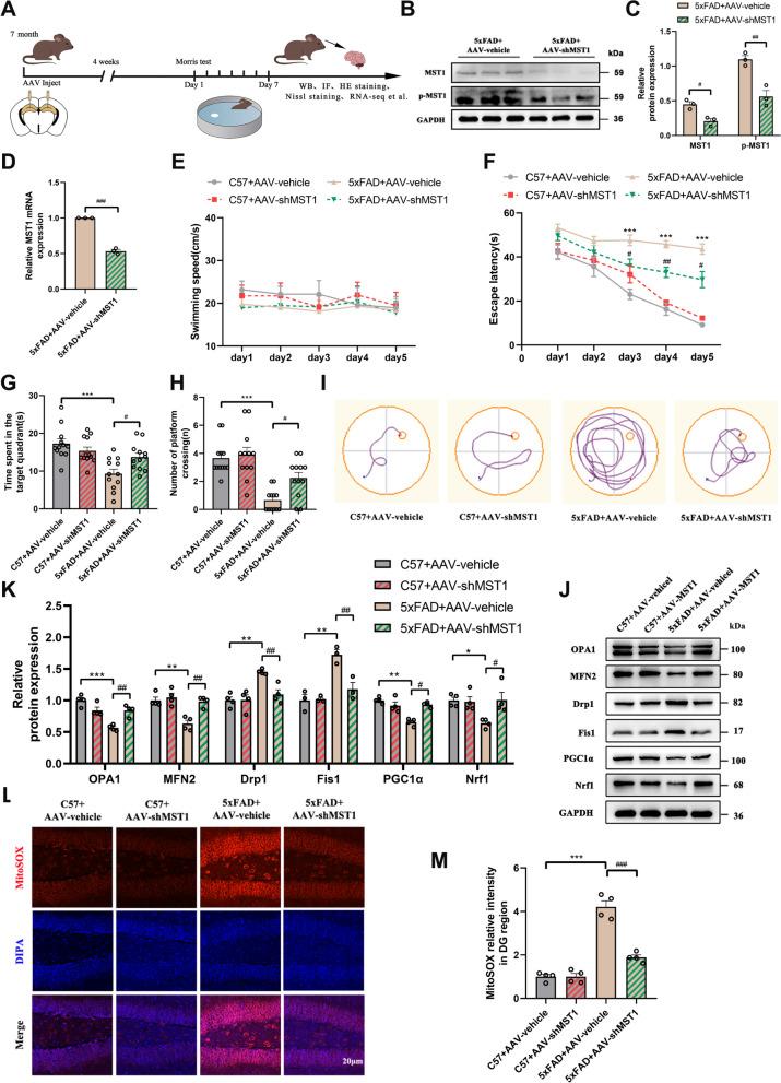 https://cdn.ncbi.nlm.nih.gov/pmc/blobs/5097/11583452/3eac728637e3/12967_2024_5852_Fig5_HTML.jpg