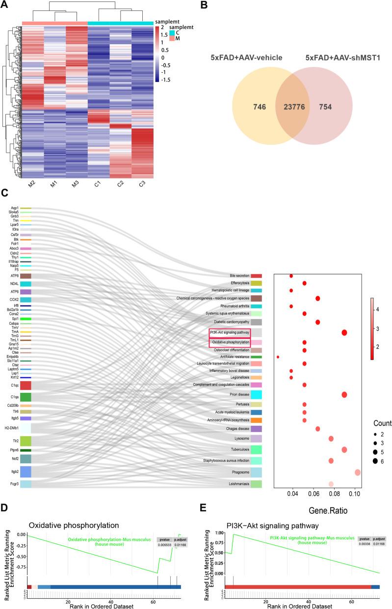https://cdn.ncbi.nlm.nih.gov/pmc/blobs/5097/11583452/8826bc370ac4/12967_2024_5852_Fig6_HTML.jpg