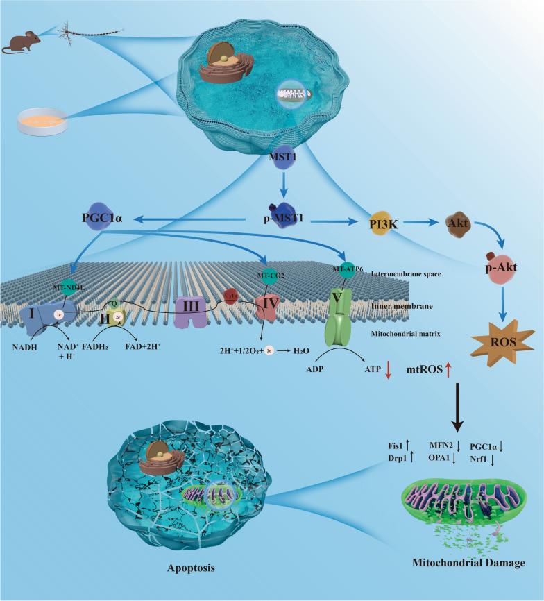 https://cdn.ncbi.nlm.nih.gov/pmc/blobs/5097/11583452/984d57f153fa/12967_2024_5852_Fig11_HTML.jpg