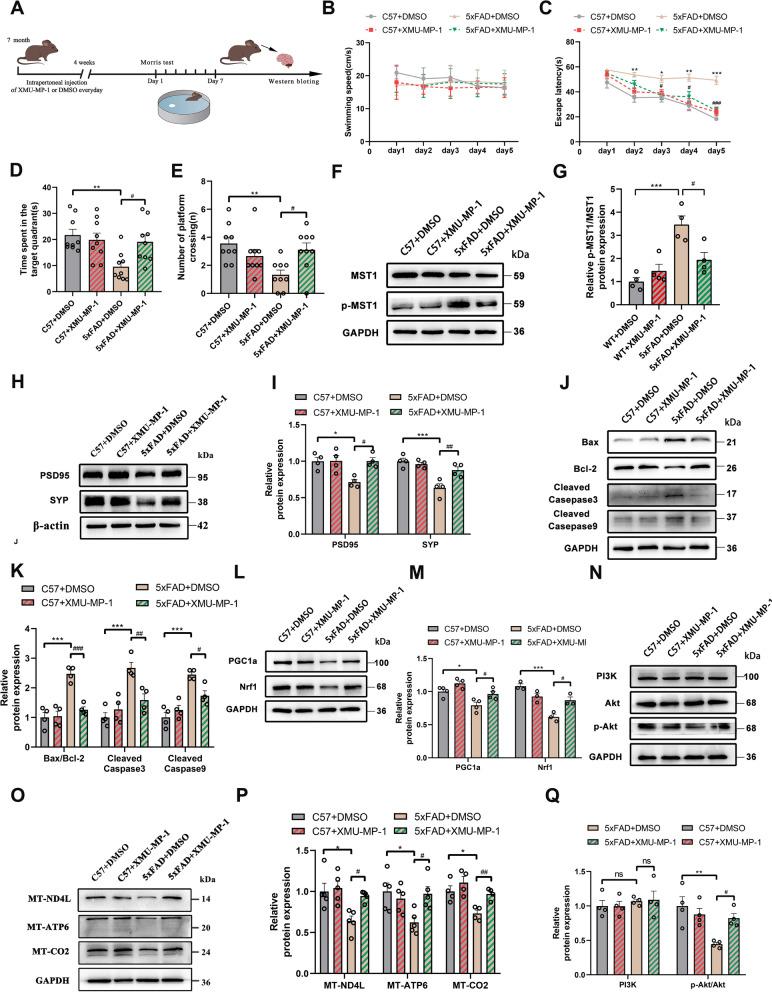 https://cdn.ncbi.nlm.nih.gov/pmc/blobs/5097/11583452/bf8a63a756bd/12967_2024_5852_Fig10_HTML.jpg