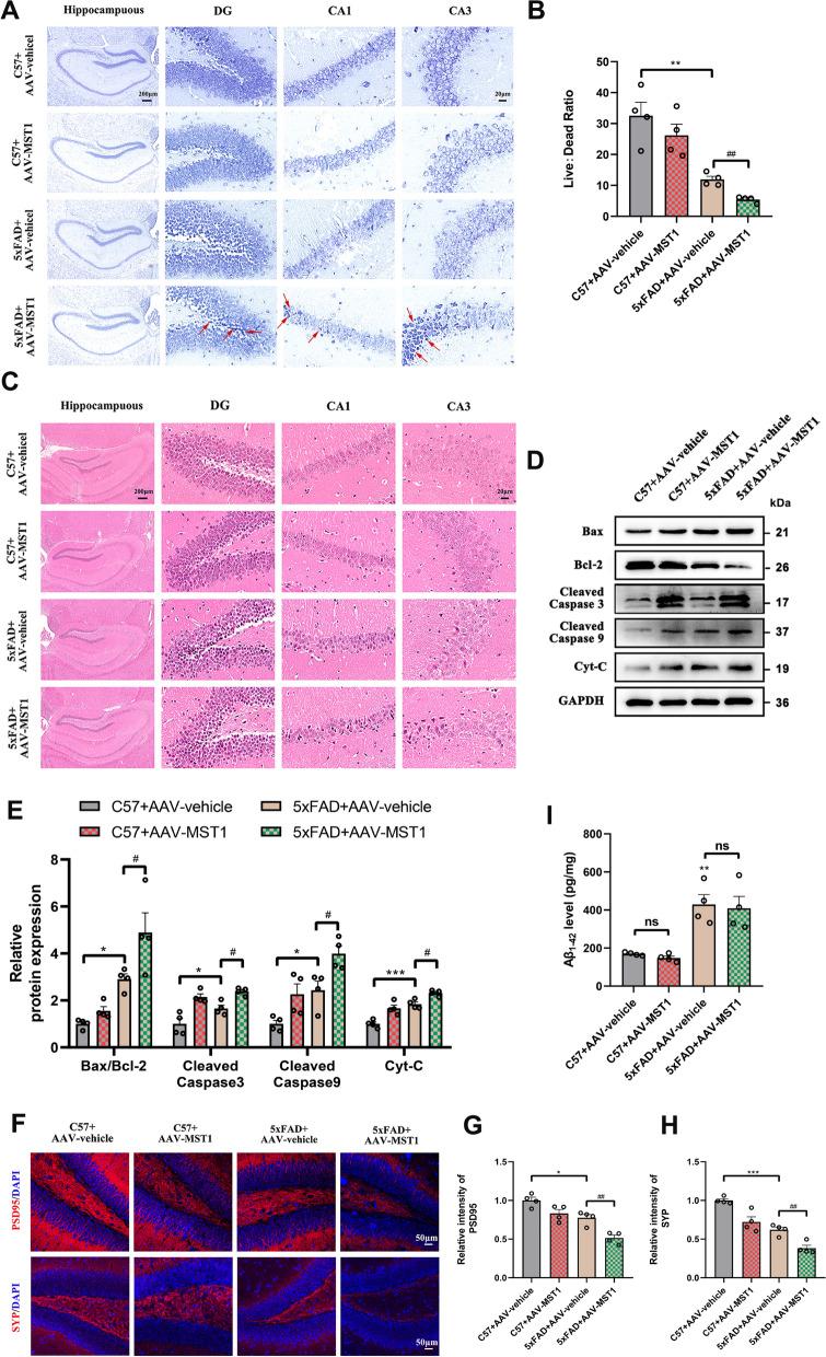 https://cdn.ncbi.nlm.nih.gov/pmc/blobs/5097/11583452/d39aa549f728/12967_2024_5852_Fig3_HTML.jpg