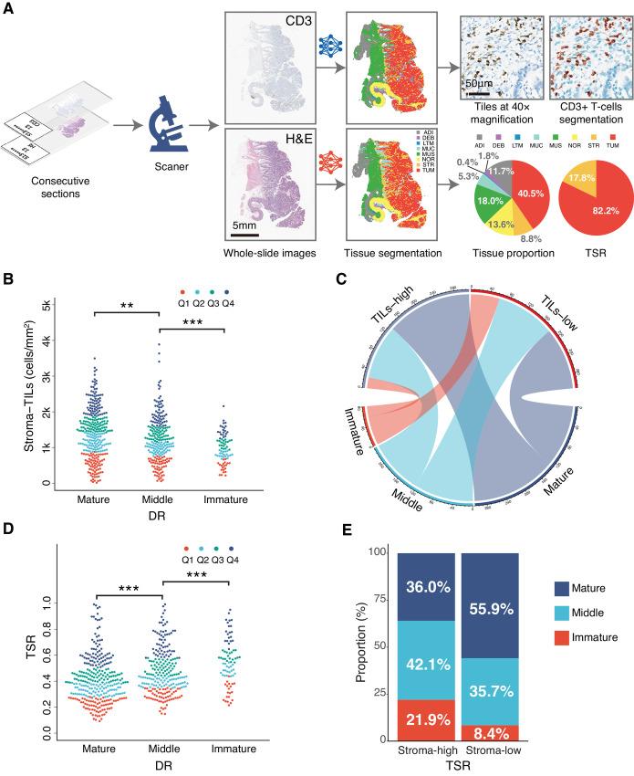 https://cdn.ncbi.nlm.nih.gov/pmc/blobs/50a0/10269709/4195e1edc038/crc-23-0073_fig4.jpg