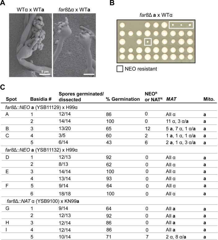 https://cdn.ncbi.nlm.nih.gov/pmc/blobs/50a2/12240305/29bd79737efd/pgen.1011774.g006.jpg