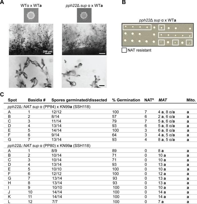 https://cdn.ncbi.nlm.nih.gov/pmc/blobs/50a2/12240305/938ac19e5d76/pgen.1011774.g004.jpg