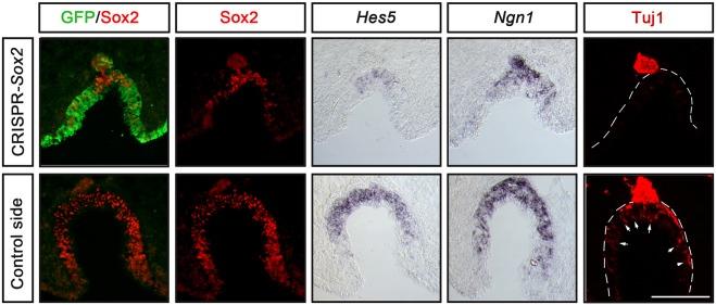 https://cdn.ncbi.nlm.nih.gov/pmc/blobs/50a8/5825848/8b581a5307d0/develop-145-153791-g4.jpg