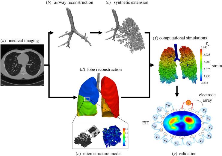 https://cdn.ncbi.nlm.nih.gov/pmc/blobs/50a8/9174712/8b16a73ac96c/rsif20220062f06.jpg
