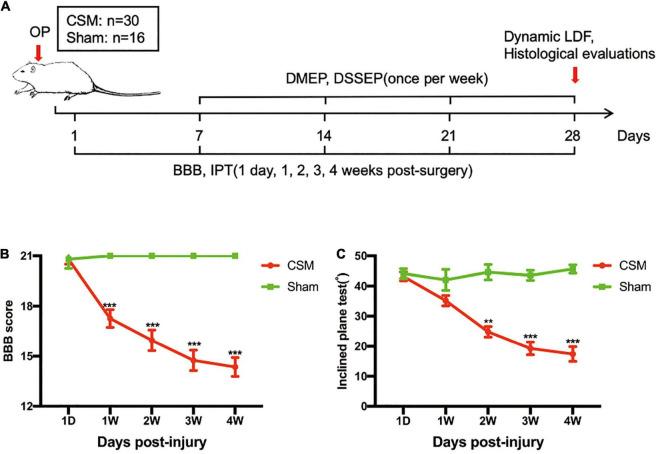 https://cdn.ncbi.nlm.nih.gov/pmc/blobs/50ac/8650056/22f7447f8f3c/fnana-15-729482-g002.jpg