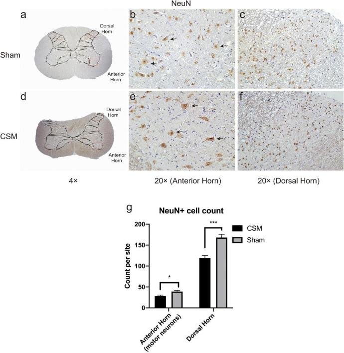 https://cdn.ncbi.nlm.nih.gov/pmc/blobs/50ac/8650056/303c5f5060e8/fnana-15-729482-g008.jpg