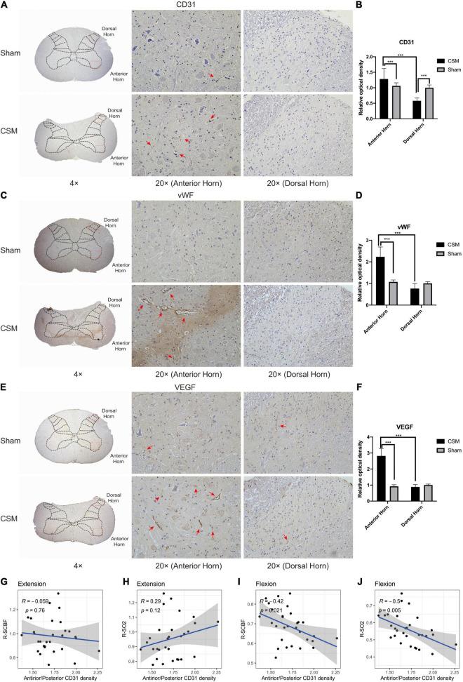 https://cdn.ncbi.nlm.nih.gov/pmc/blobs/50ac/8650056/53f36d7e08fb/fnana-15-729482-g009.jpg