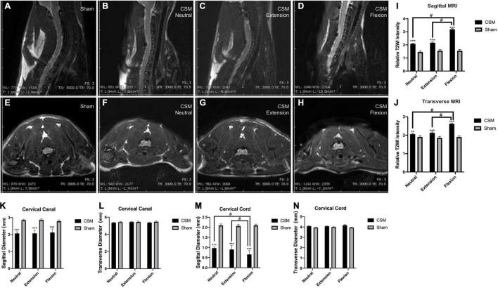 https://cdn.ncbi.nlm.nih.gov/pmc/blobs/50ac/8650056/88ecf6f3a923/fnana-15-729482-g005.jpg